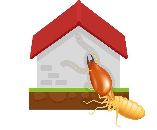 termite entering house