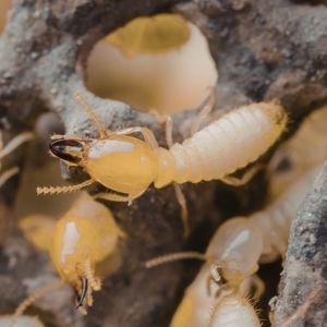 Selling a House With a Termite Problem