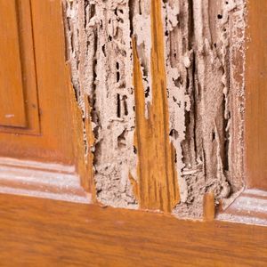 Tips for Selling a House With Termite Damage 1